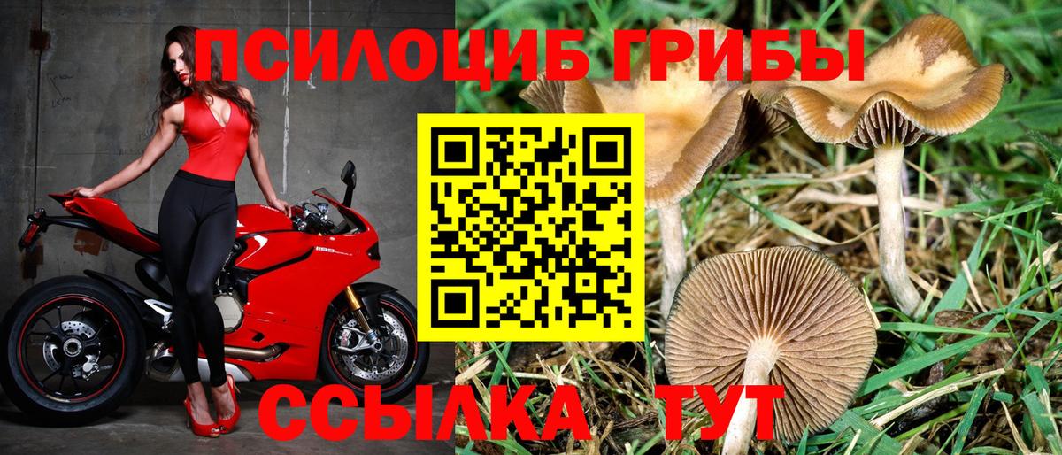 купить наркотик  Галлюциногенные грибы Magic Shrooms  Вход с VPN  Вольск 